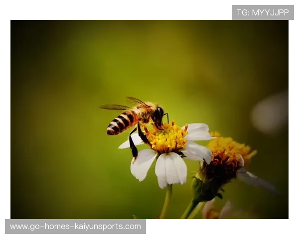 太阳若稳健康冲高位——追寻阳光下的生命力量 太阳若稳健康冲高位——追寻阳光下的生命力量